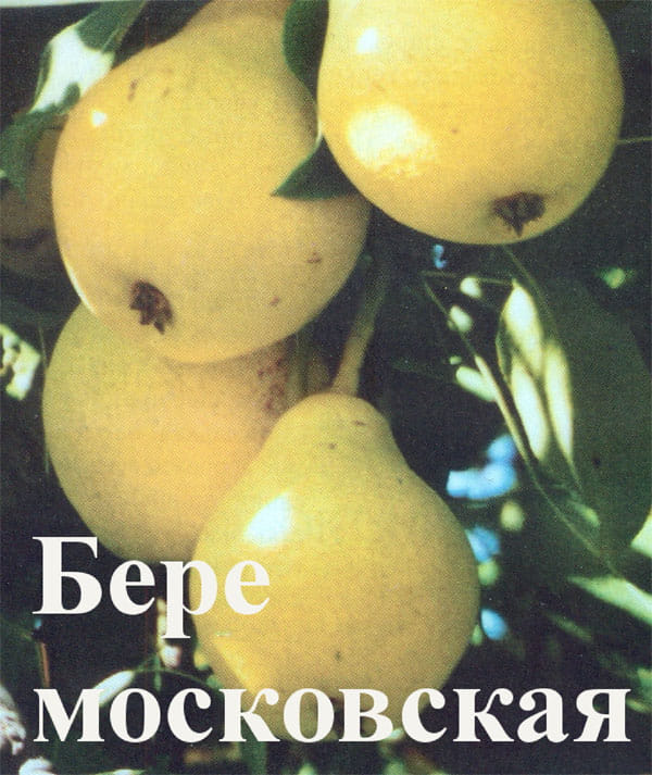 Груша Бере московская