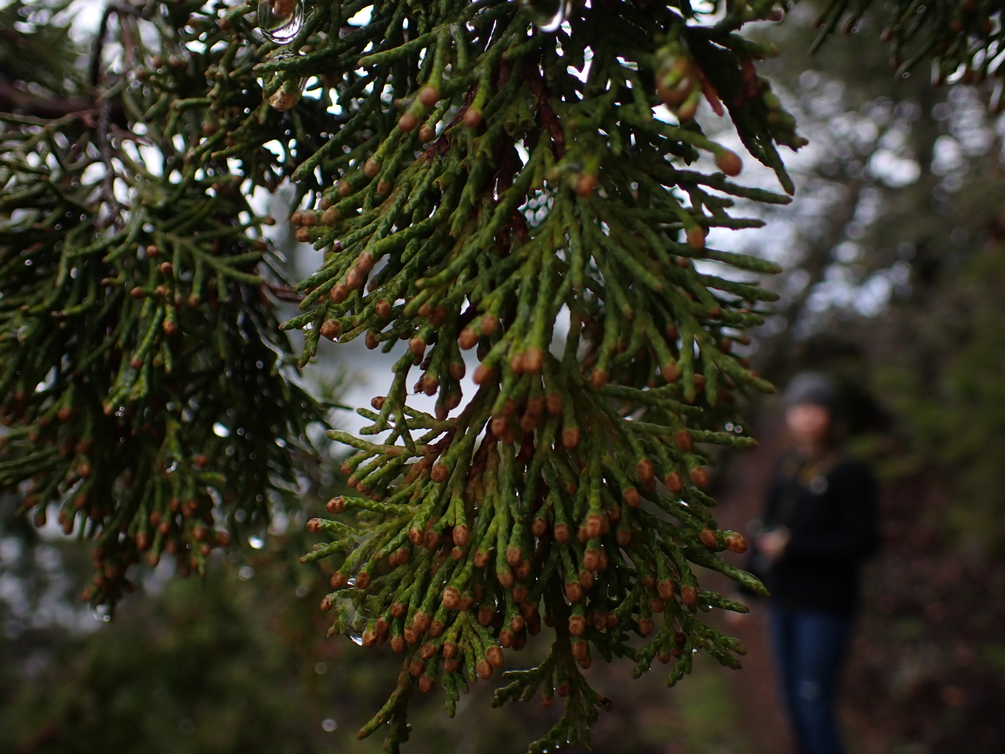 international backfill (iNaturalist): Juniperus