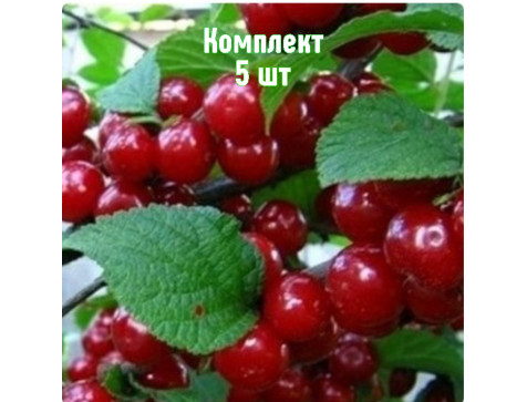 Вишня войлочная Океанская вировская