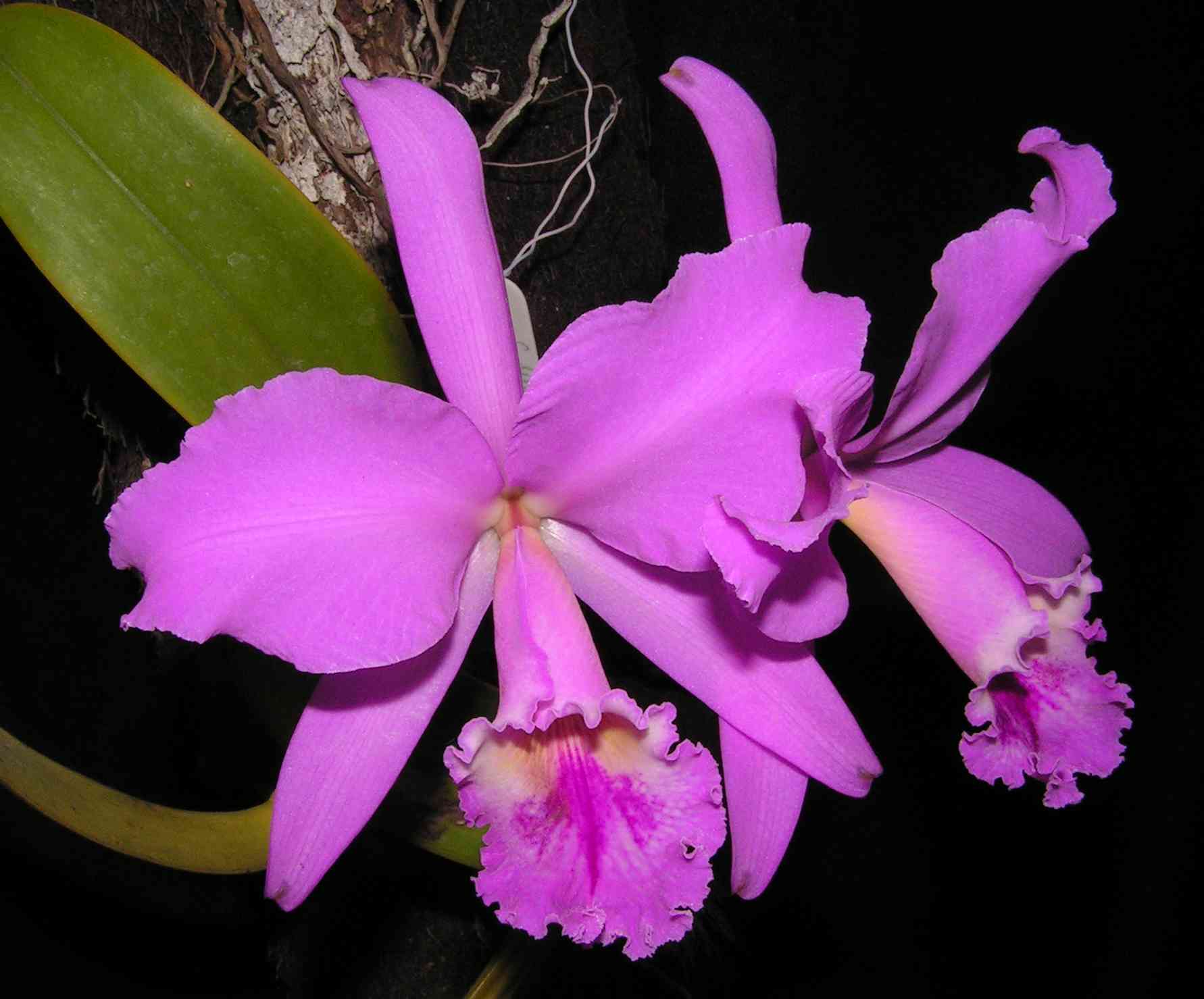 Каттлея губастая видовая