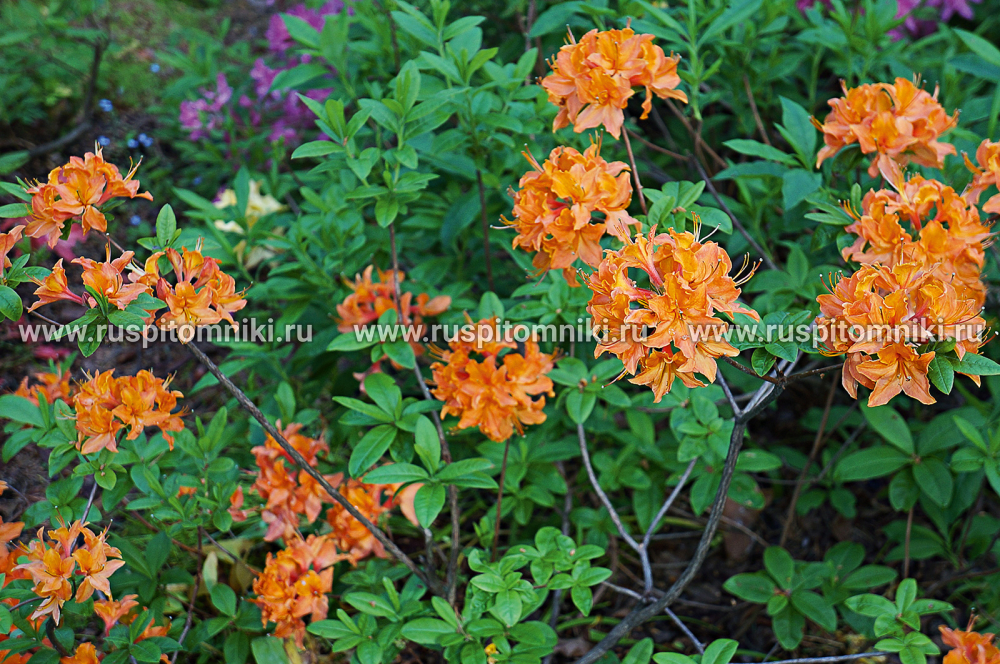 Рододендрон Mandarin Lights
