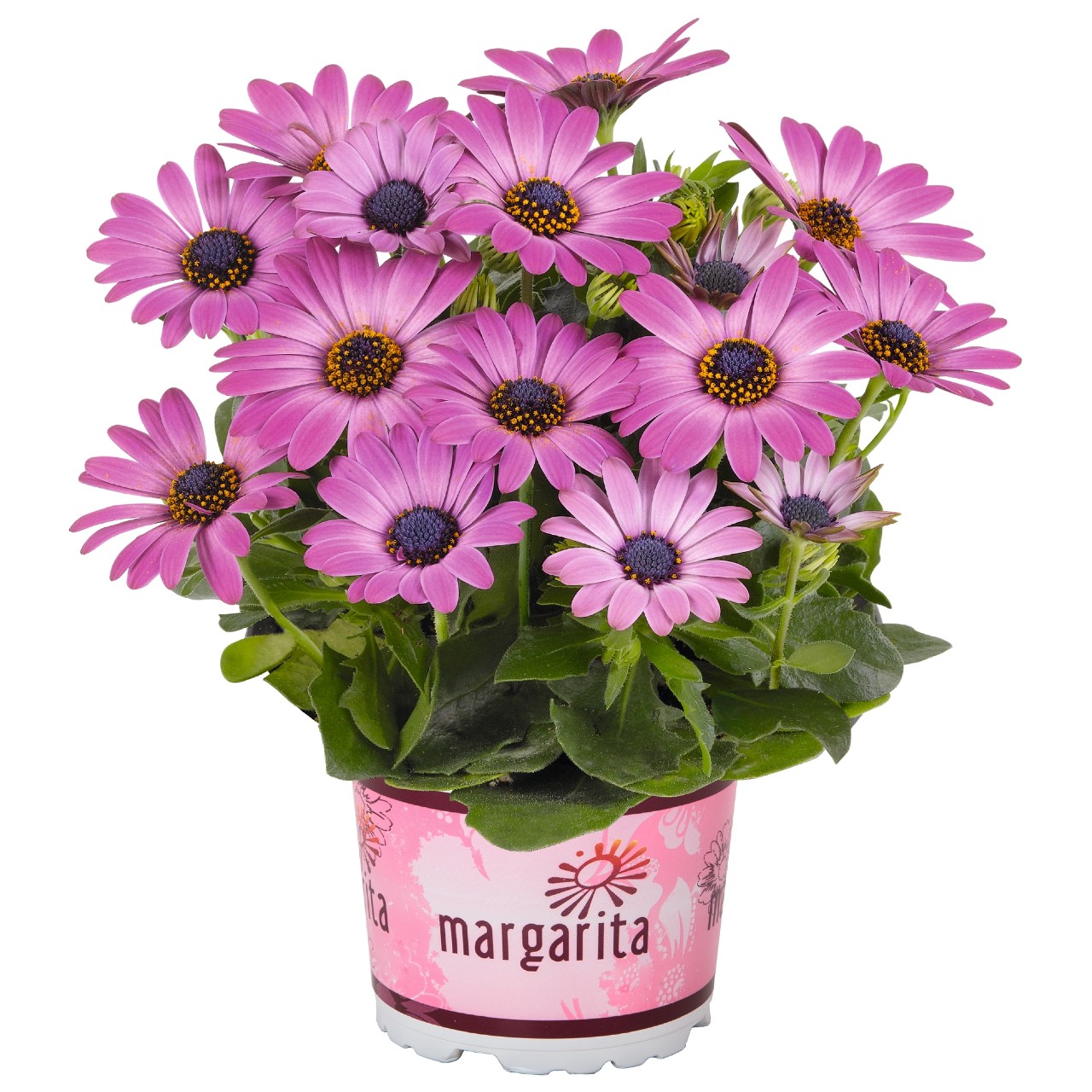 Остеоспермум Margarita Dark Pink