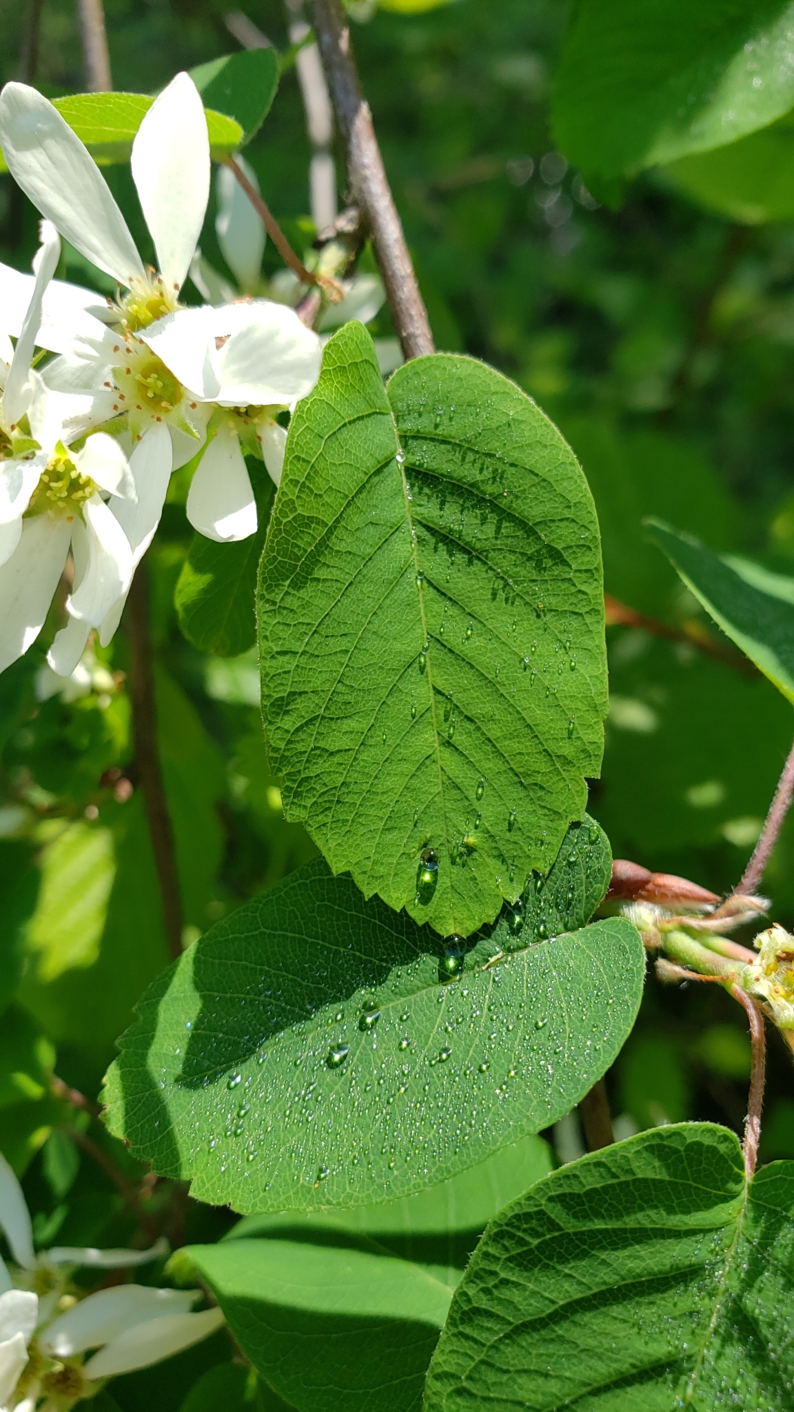 international backfill (iNaturalist): Aronia