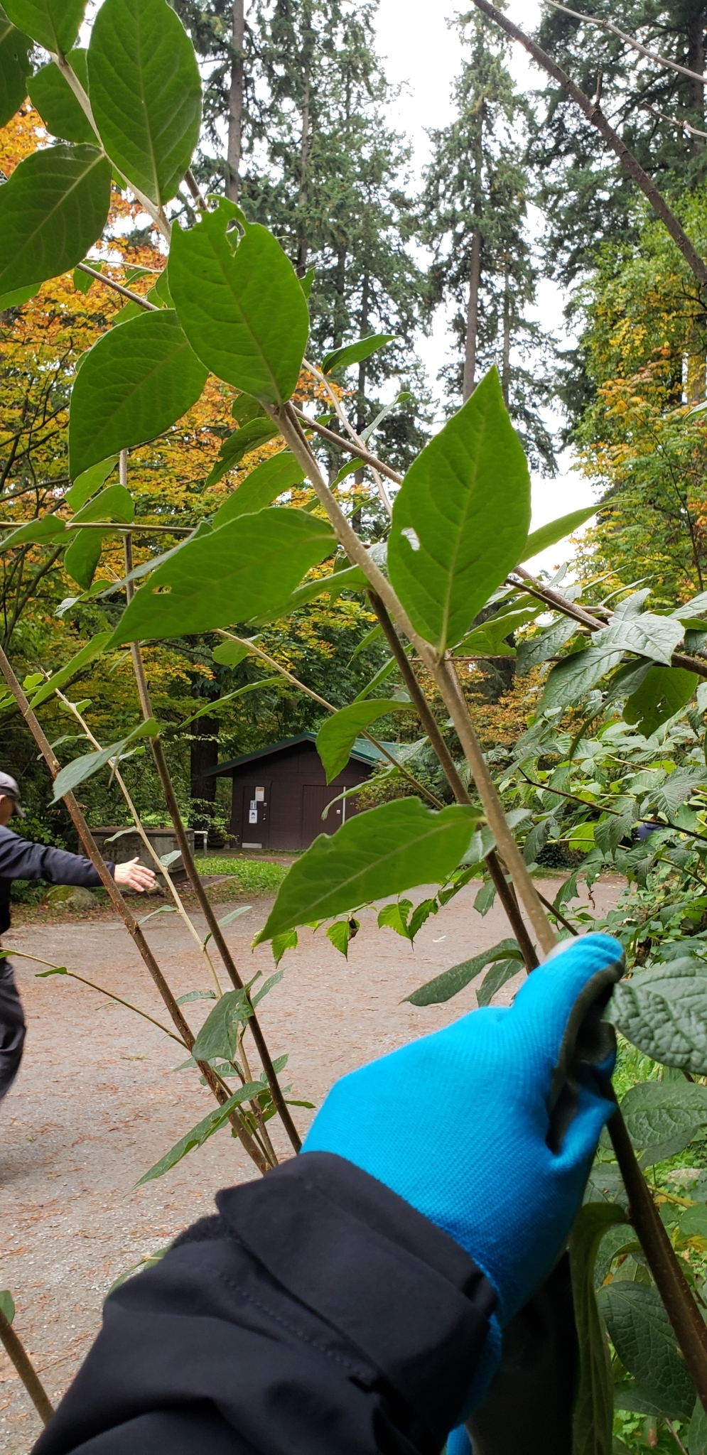 international backfill (iNaturalist): Cotoneaster