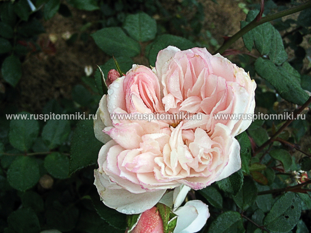 Английские розы Дэвида Остина The Generous Gardener’ = ‘AUSdrawn