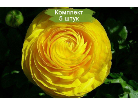 Ранункулюс Виктория