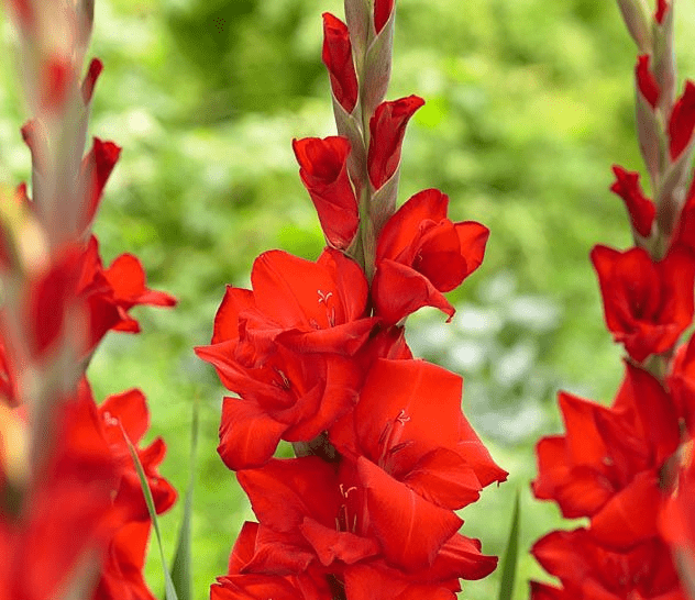 Гладиолус гибридный Deepest Red