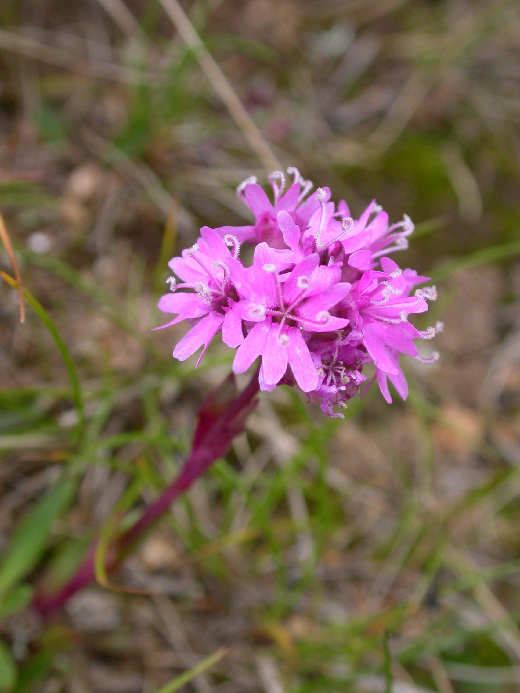 Лихнис альпийский Rosea