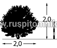 Крушина ольховидная, ломкая Aspleniifolia