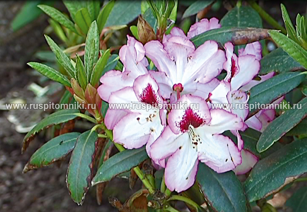 Рододендрон катевбинский Charmant