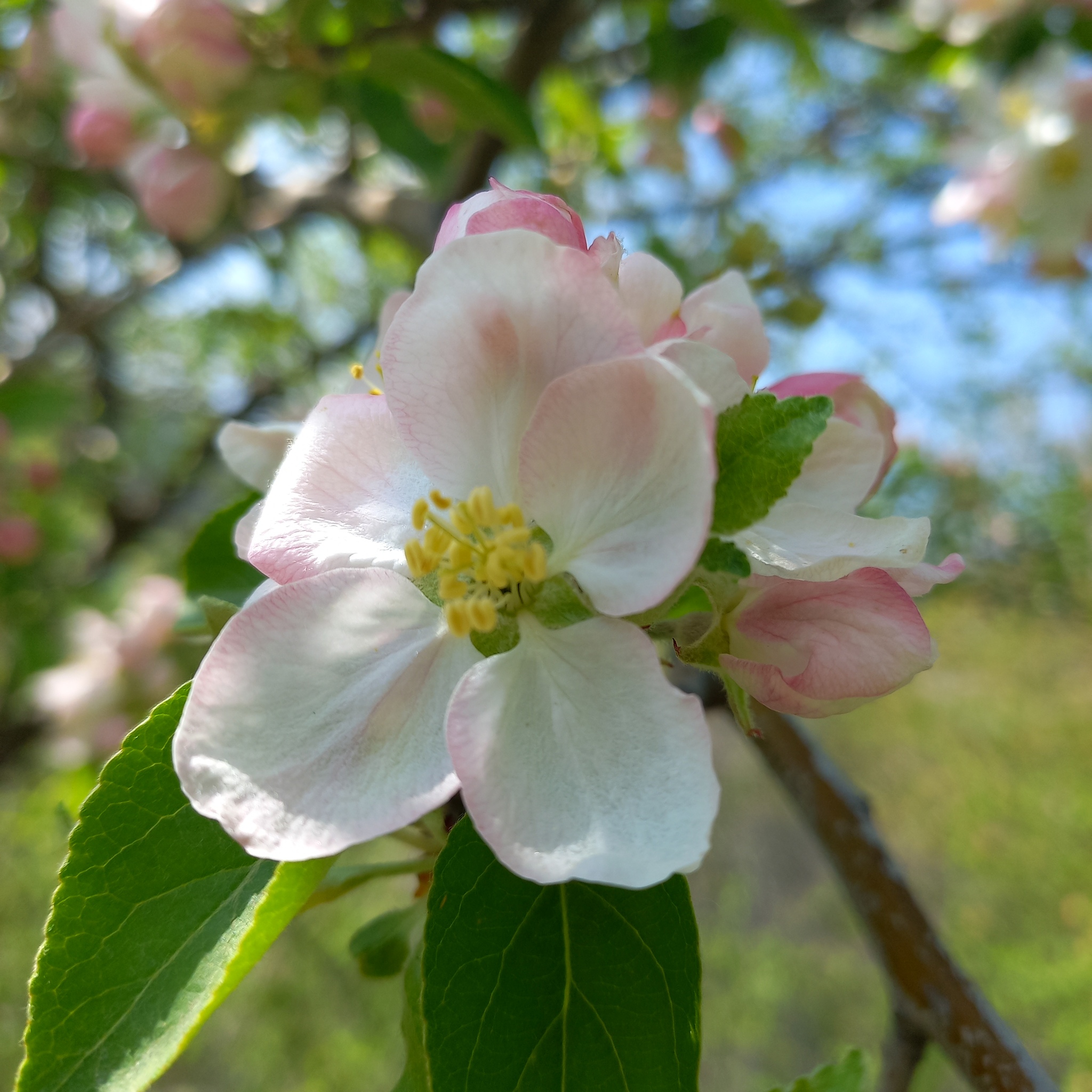 international backfill (iNaturalist): Malus domestica