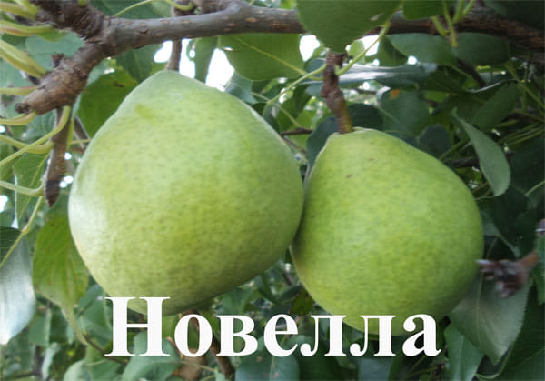 Груша Новелла" Садоград