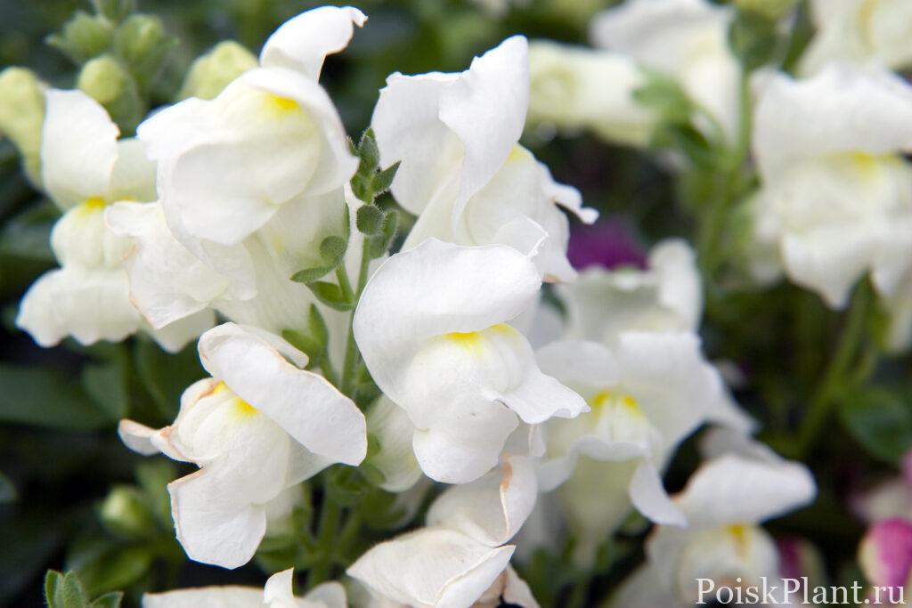 Антиринум большой Floral Showers White