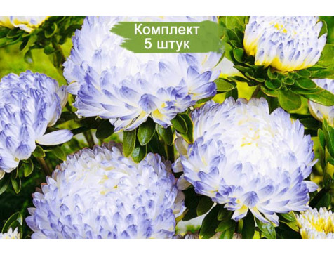 Астра Голубая лагуна