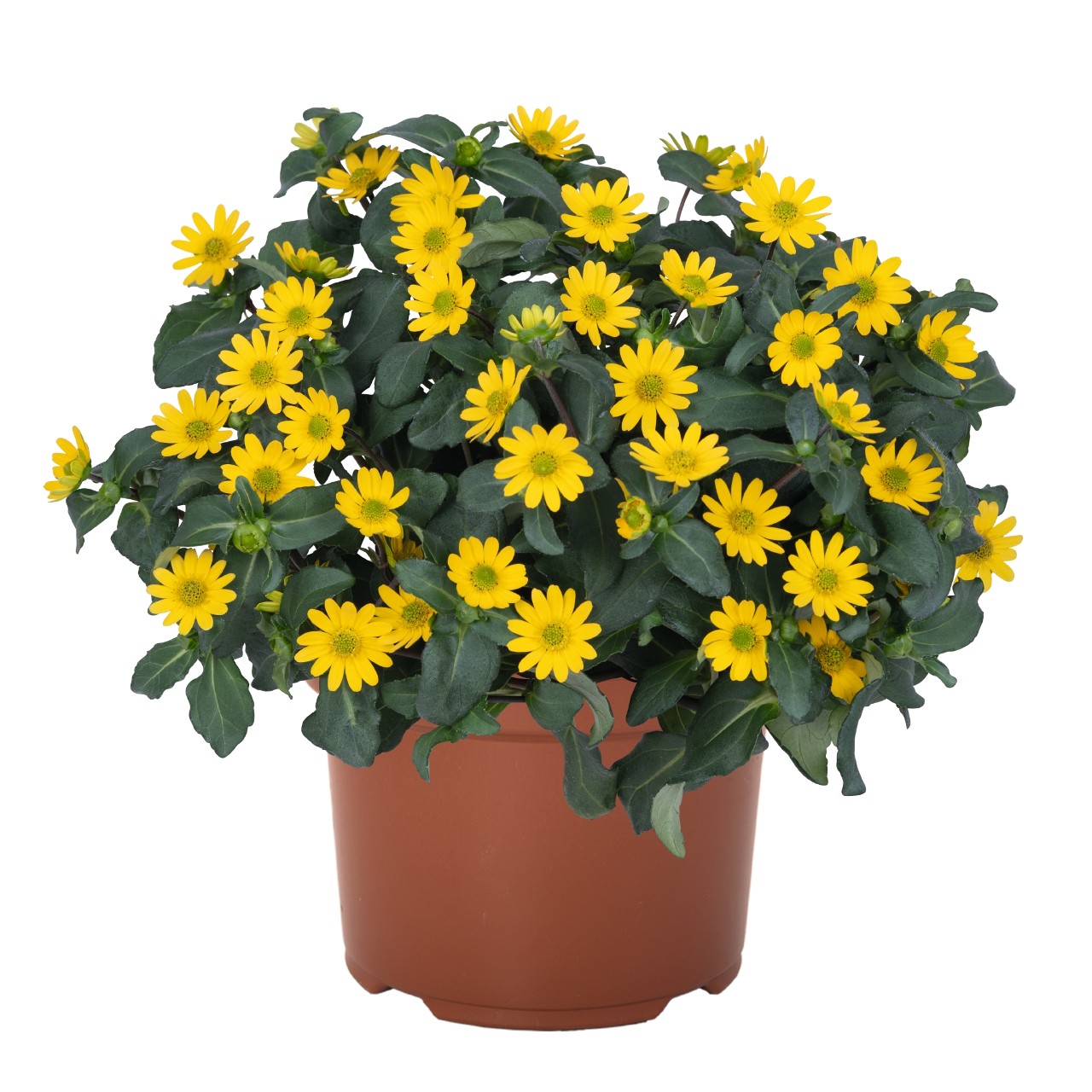Санвиталия Sunvy Trailing Yellow