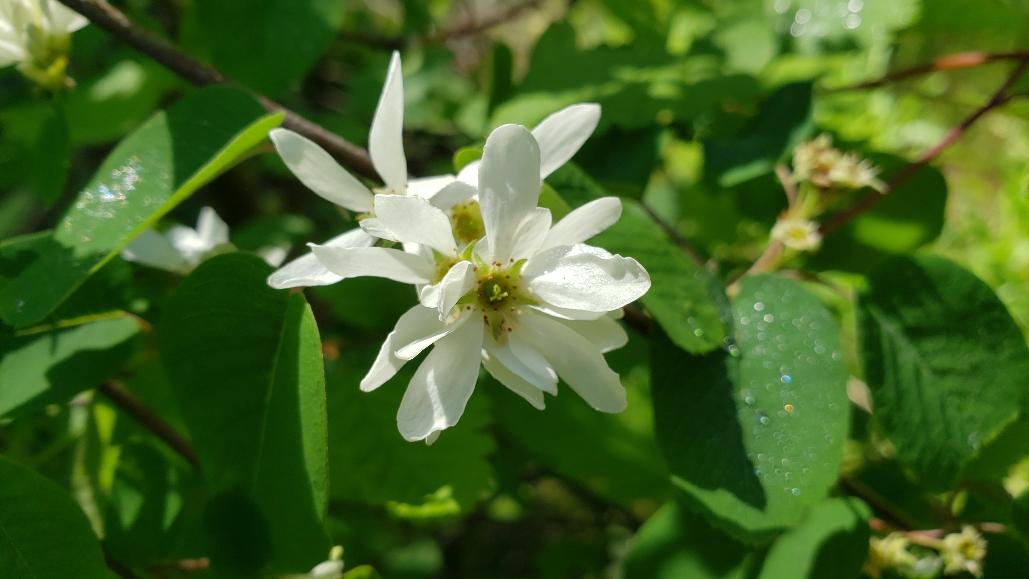international backfill (iNaturalist): Aronia
