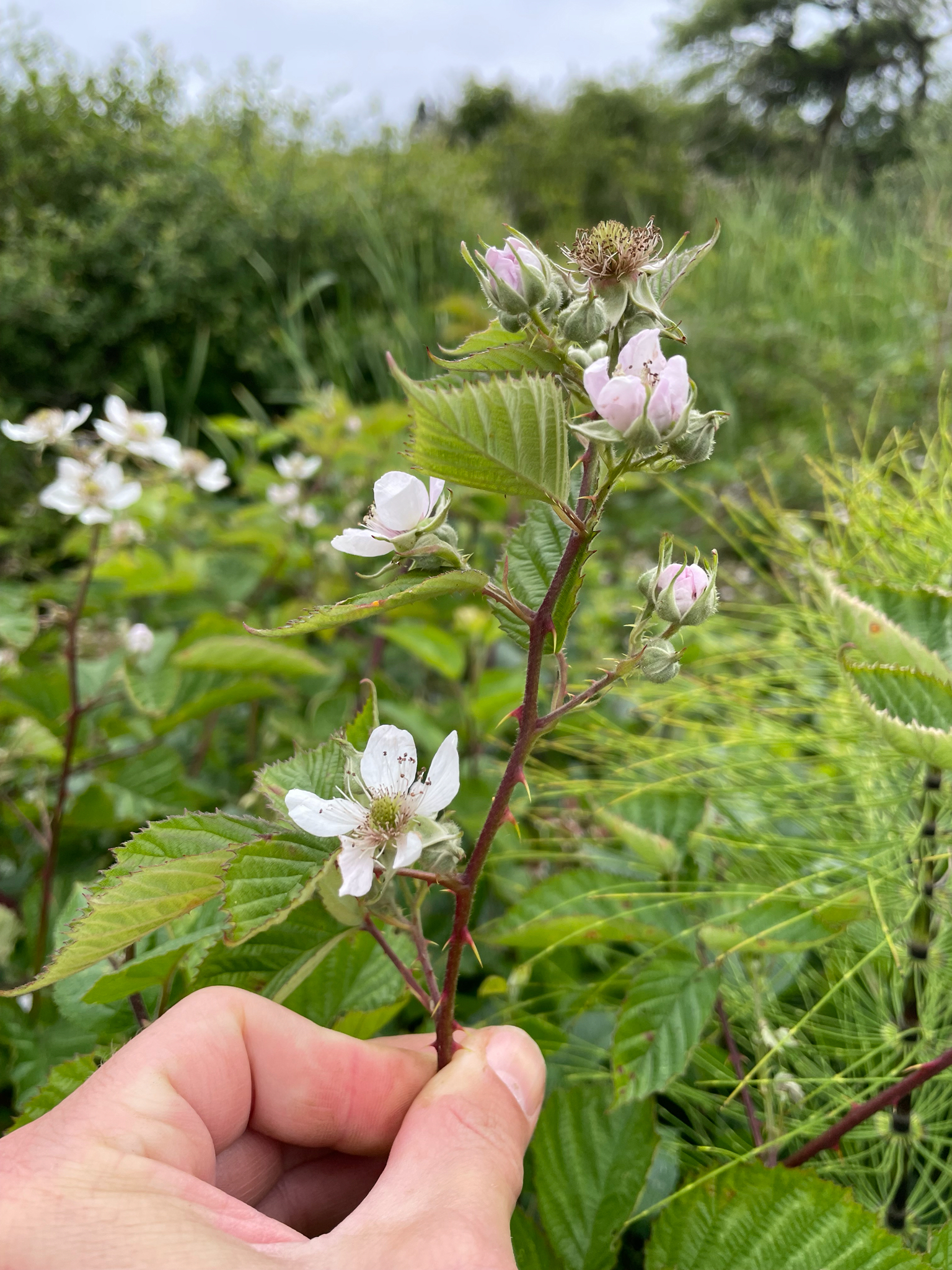 international backfill (iNaturalist): Rubus