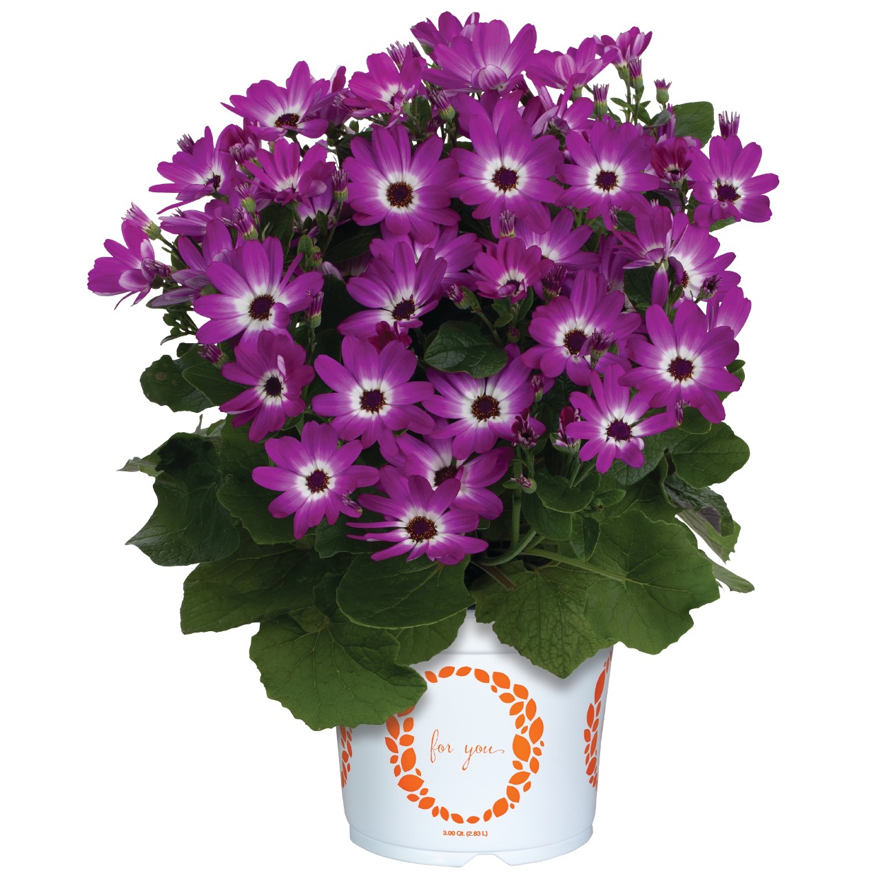 Перикаллис Mandala Magenta Bicolor
