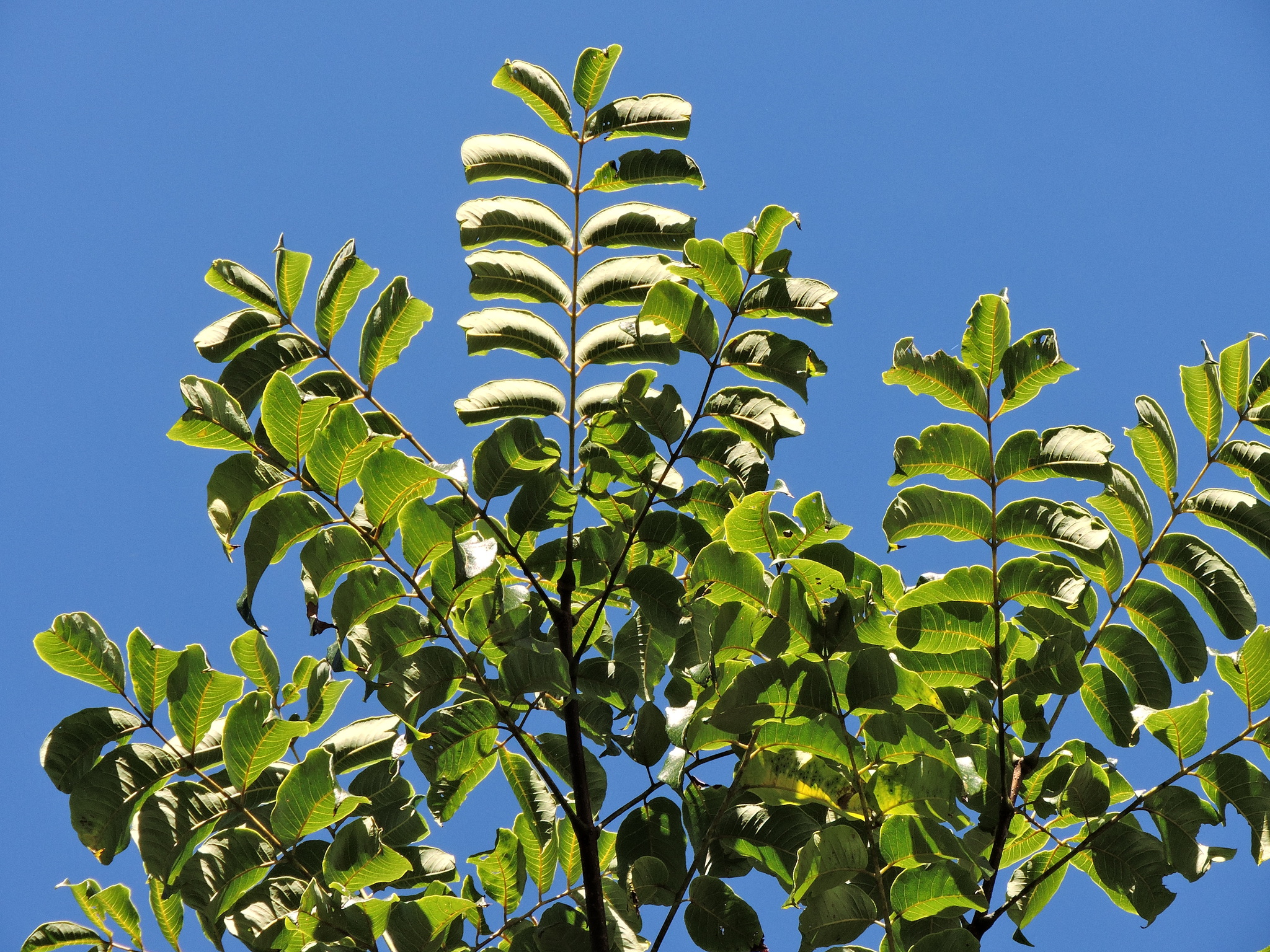 international backfill (iNaturalist): Phellodendron amurense