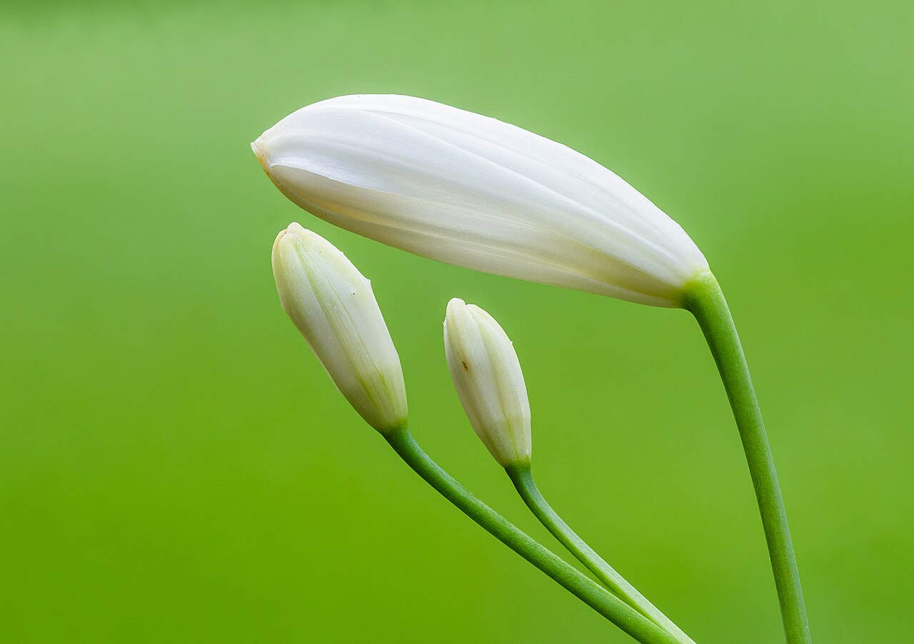 Агапантус Agapanthus praecox Blue Storm
