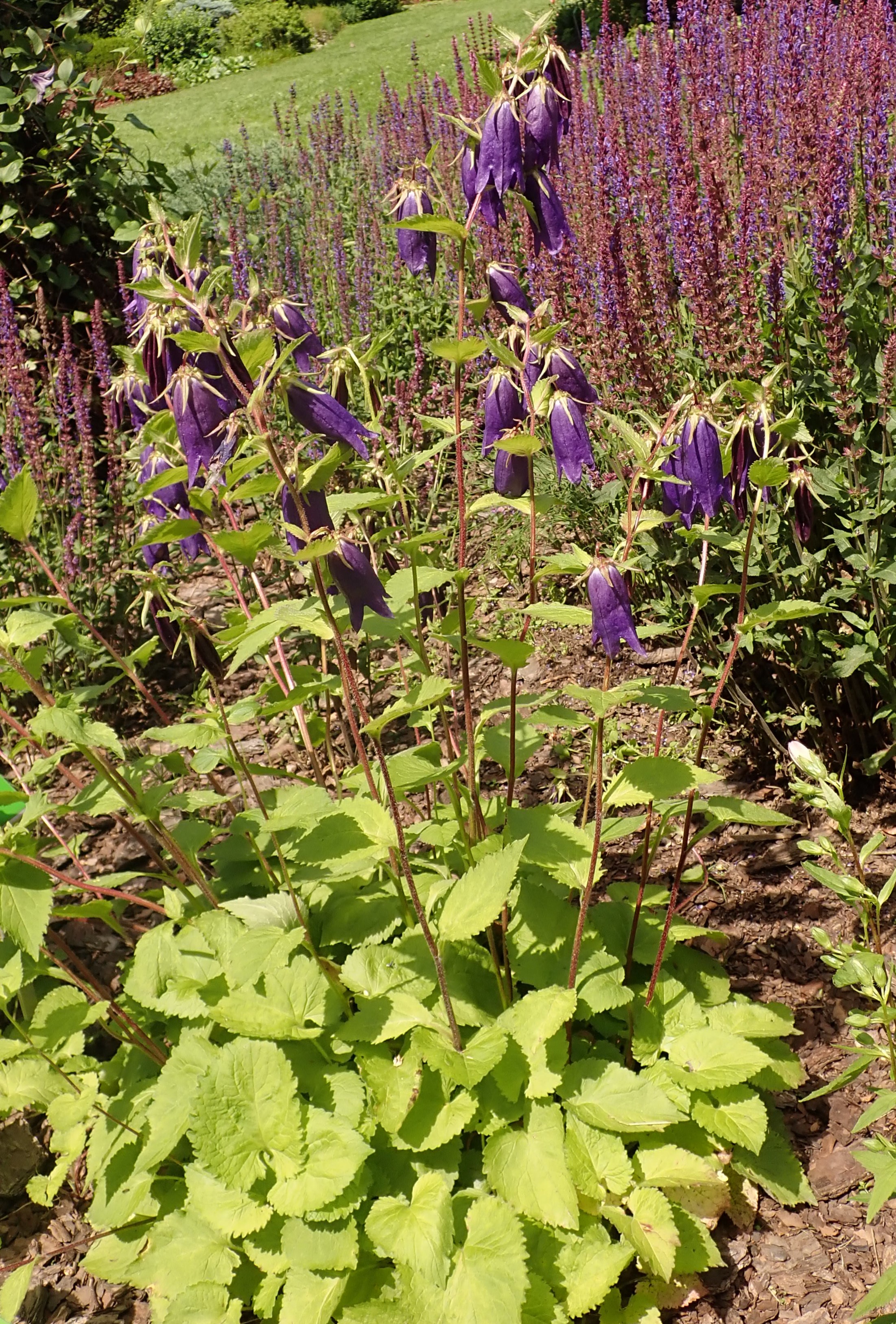 Колокольчик (Campanula Sarastro)