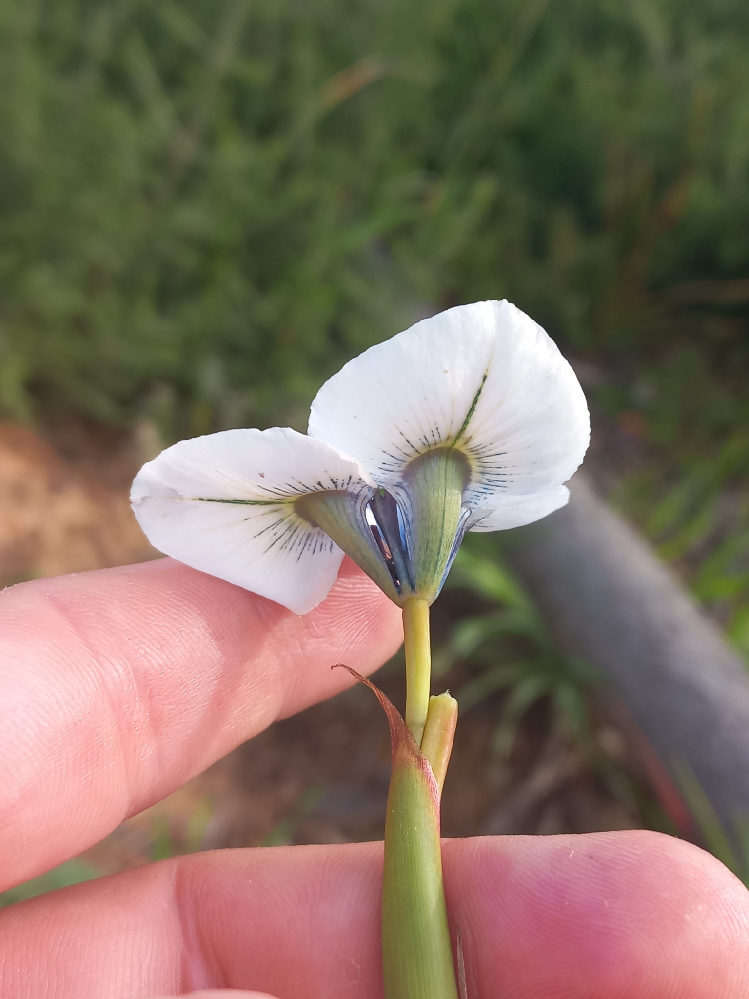 international backfill (iNaturalist): Anastasia