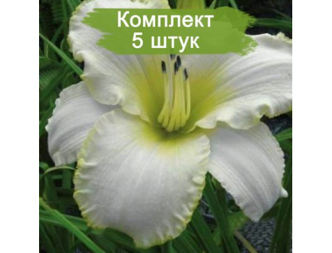 Лилейник Близзард Бэй