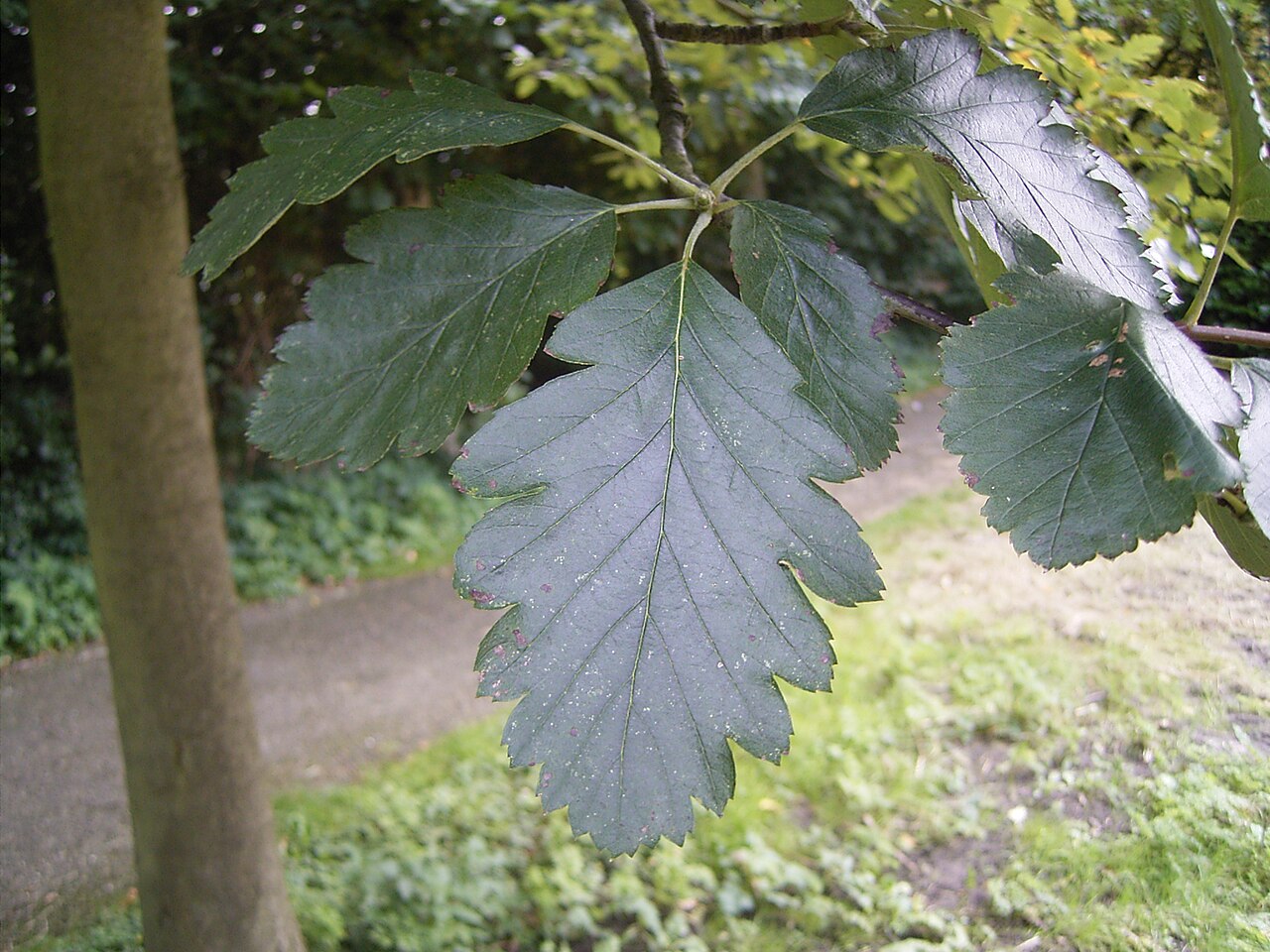 Рябина промежуточная (Sorbus intemedia)