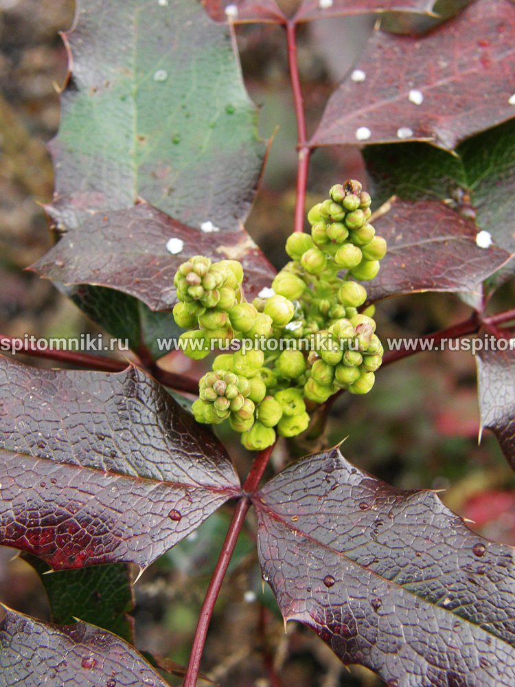 Магония падуболистная Atropurpurea