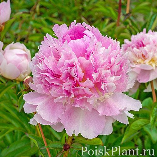 Пион травянистый Pink Double