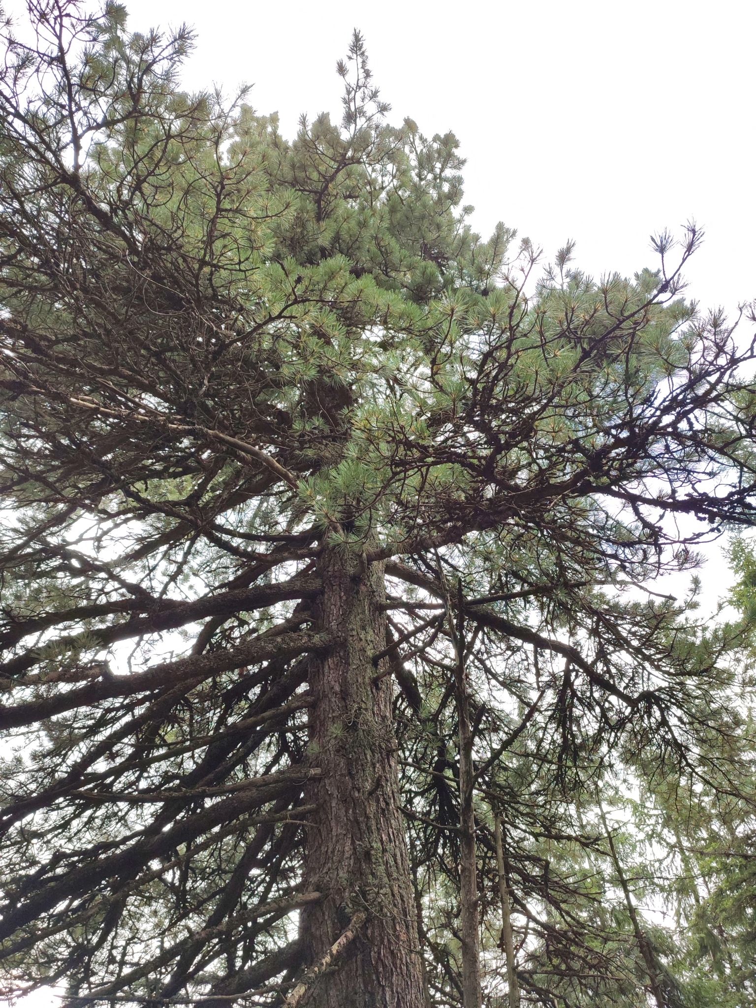 international backfill (iNaturalist): Pinus cembra