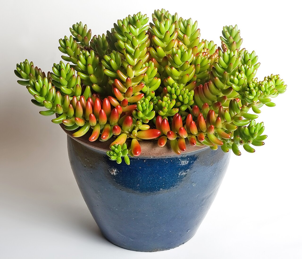Очиток гибридный, sedum hybrida herbstfreude, зеленый лист, пурпурно-красные соцветия, h