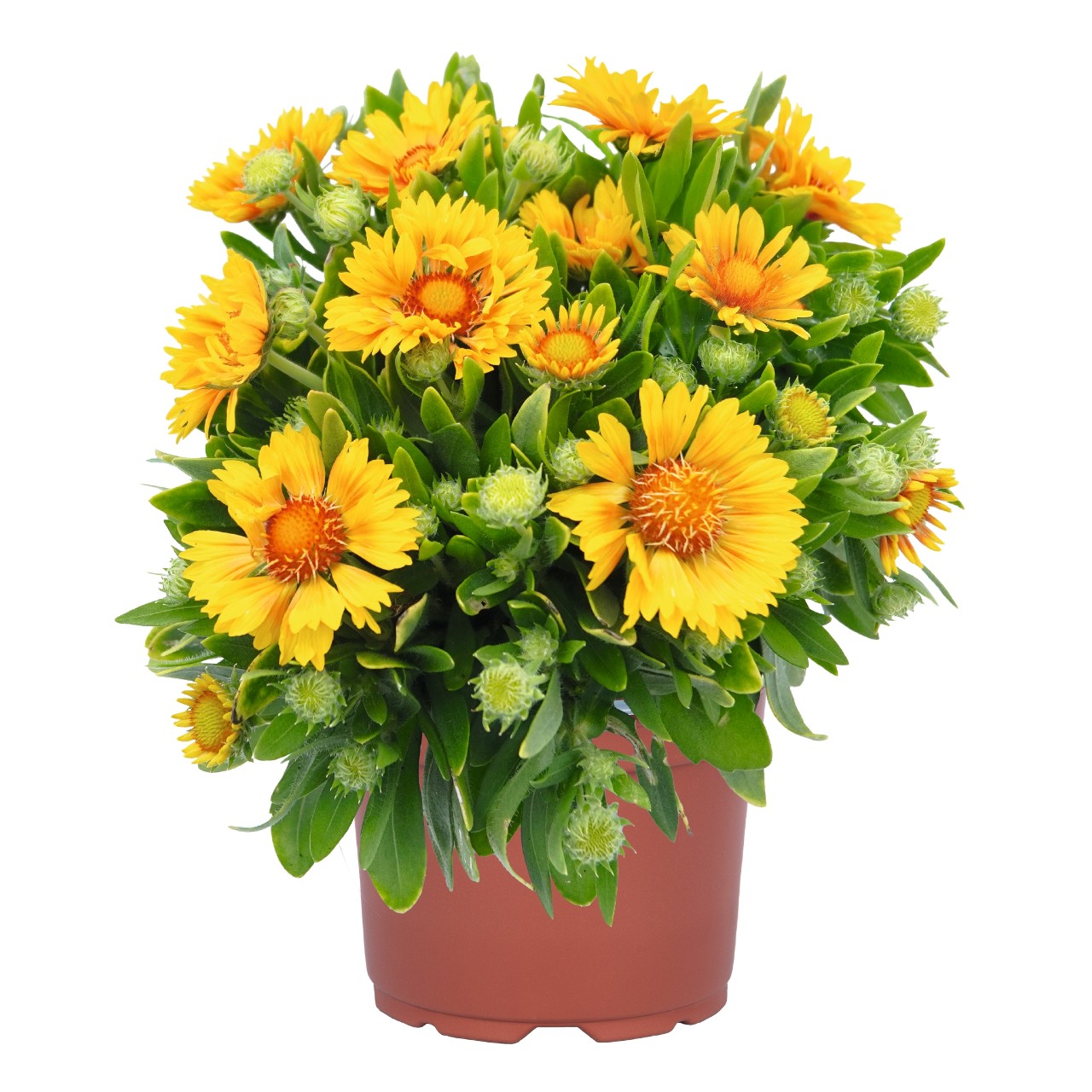 Гайлардия SpinTop Mango 2026
