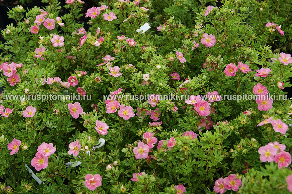 Лапчатка кустарниковая, курильский чай кустарниковый Lovely Pink` = `Pink Beauty