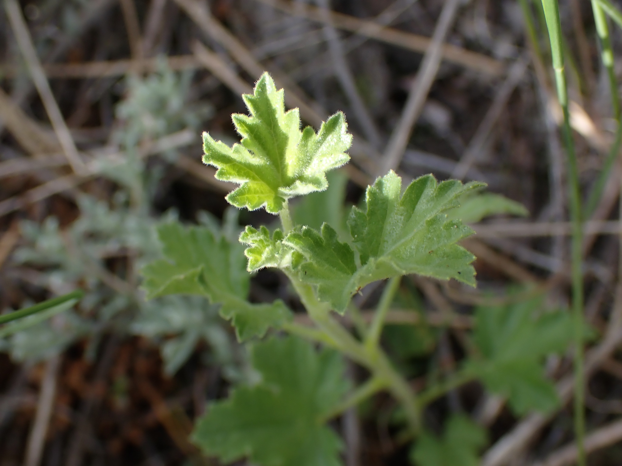 international backfill (iNaturalist): Ribes