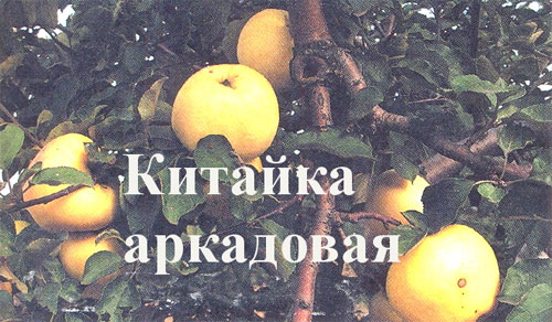 Яблоня Китайка аркадовая