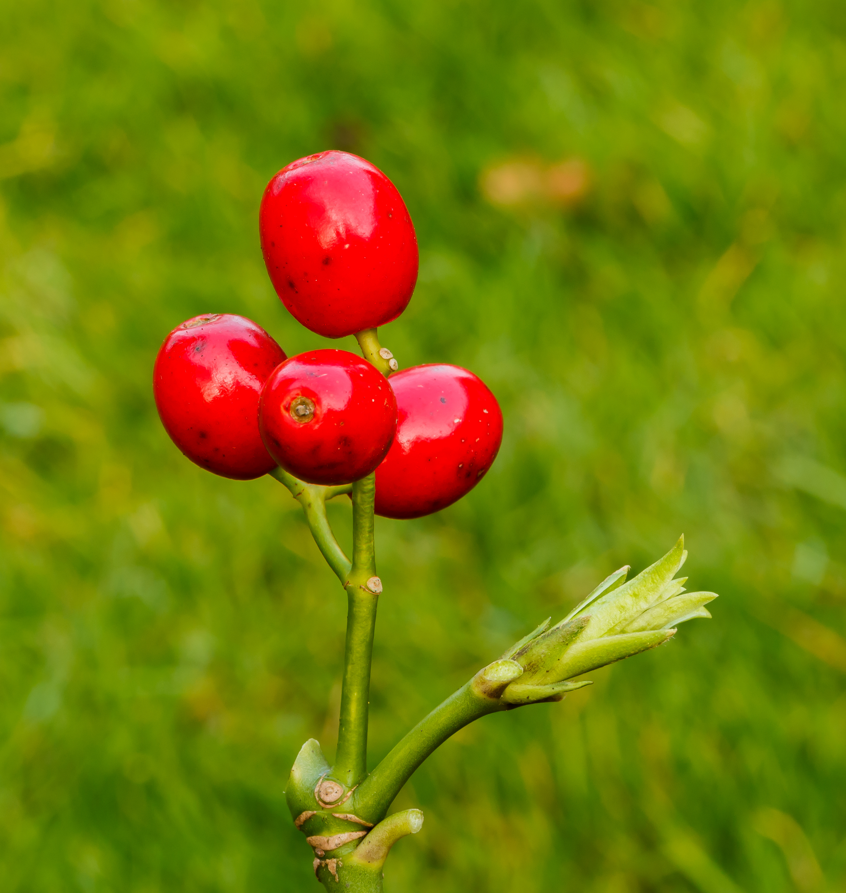Аукуба японская Crontonifolia