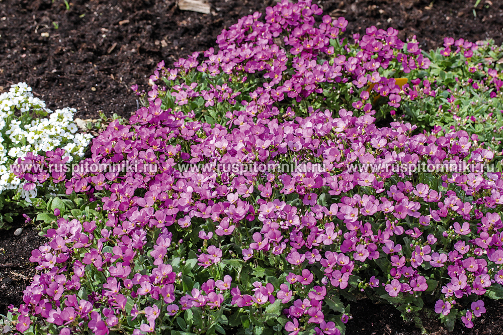 Аубриета культурная Royal Violet