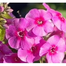 Флокс метельчатый (Phlox paniculata Cosmopolitan)