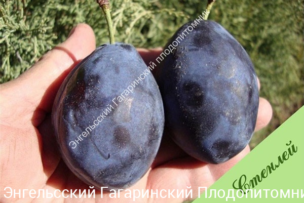 Слива Стенлей
