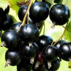 Смородина черная Дачница (Ribes nigrum)