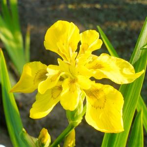 Ирис болотный "Flore Plena"