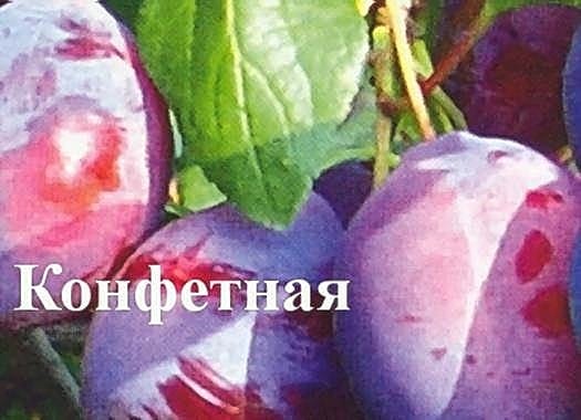Слива Конфетная