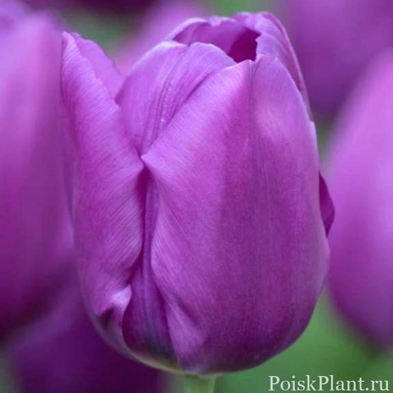Тюльпан простой поздний Violet Beauty