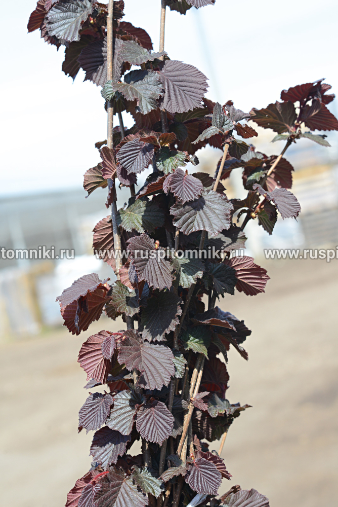 Лещина крупная, ломбардский орех Purpurea