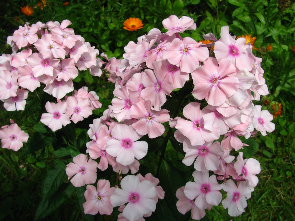 Флокс метельчатый Rosa Pastell