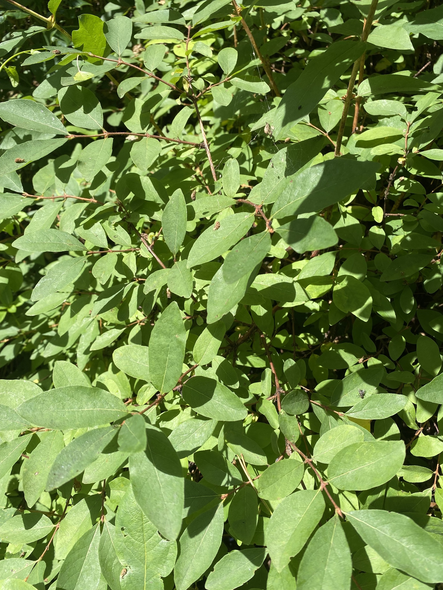 international backfill (iNaturalist): Lonicera caerulea