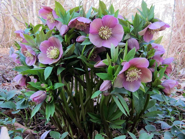 Морозник восточный Pink Lady