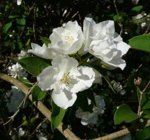 Чубушник Bouquet Blanc