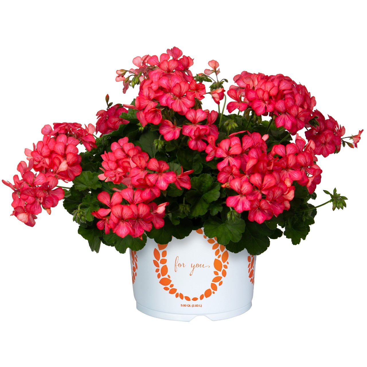 Пеларгония Grand Idols Glory Days Pink Bicolor